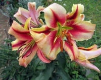 лилия ОЛИМПИК ТОРЧ 