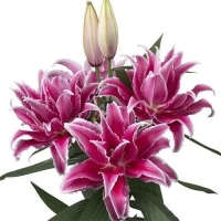 лилия ROSELILY ЛОРЕНА 