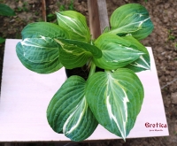 хоста Эротика