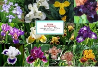 Ирисы Карликовые - смесь сортов 5 шт + 1 в подарок