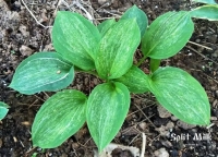 хоста Split Milk