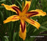 лилейник BOTTLE ROCKET