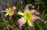лилейник GARDEN BUTTERFLY (Садовая Бабочка)