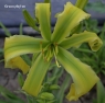 лилейник ЗЕЛЕНЫЙ ПИТОН (GREEN PYTHON) 