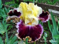 ирис Батл оф зе Бэнд