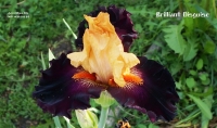 ирис Бриллиант Дисгайз BRILLIANT DISGUISE