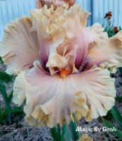 ирис MAGIC BY GOSH 