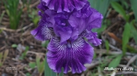 ирис MULBERRY MAGIC