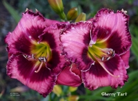 лилейник Cherry Tart  Вишневый пирог