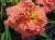 лилейник Gifts of Spring  Весенний Подарок