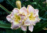 лилейник Лавендер Ту-Ту