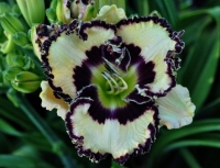 лилейник Louder than Thunder 