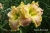 лилейник САРА СТАРЧАК SARAH STARCHAK