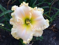 лилейник Victorian Lace - Виктория Лейс