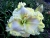 лилейник Whirling White - Вирлинг Вайт