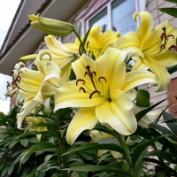 лилия БИГ БРАЗЕР 