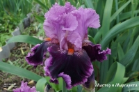 ирис Мастер и Маргарита 