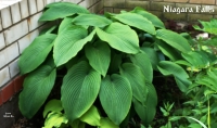 хоста Niagara Falls - Ниагарский Водопад