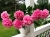 пион Карнейшен Букет - Carnation Bouquet.