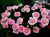 Пион Ду Телл   Paeonia Do tell