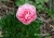 пион ЭТЧЕД САЛМОН Paeonia Etched Salmon)