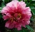 Пион  Хиллари     Paeonia Itoh Hillary