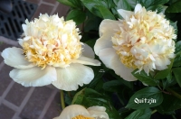 пион Квитцин Quitzin 