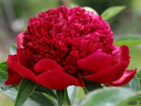 пион Ред Шарм (Ред Чарм)