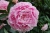 Пион Сара Бернард - Paeonia Sarah Bernhardt-