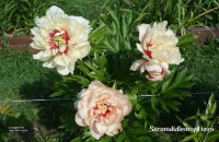 пион   Скрамдидлеймпчиоз