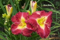 лилейник Рози Рино-750 руб.