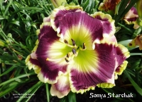 лилейник Sonya Starchak СОНЯ СТАРЧАК