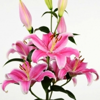 лилия СОРБОНА 