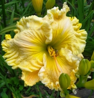 лилейник WILLA MAE THORNTON